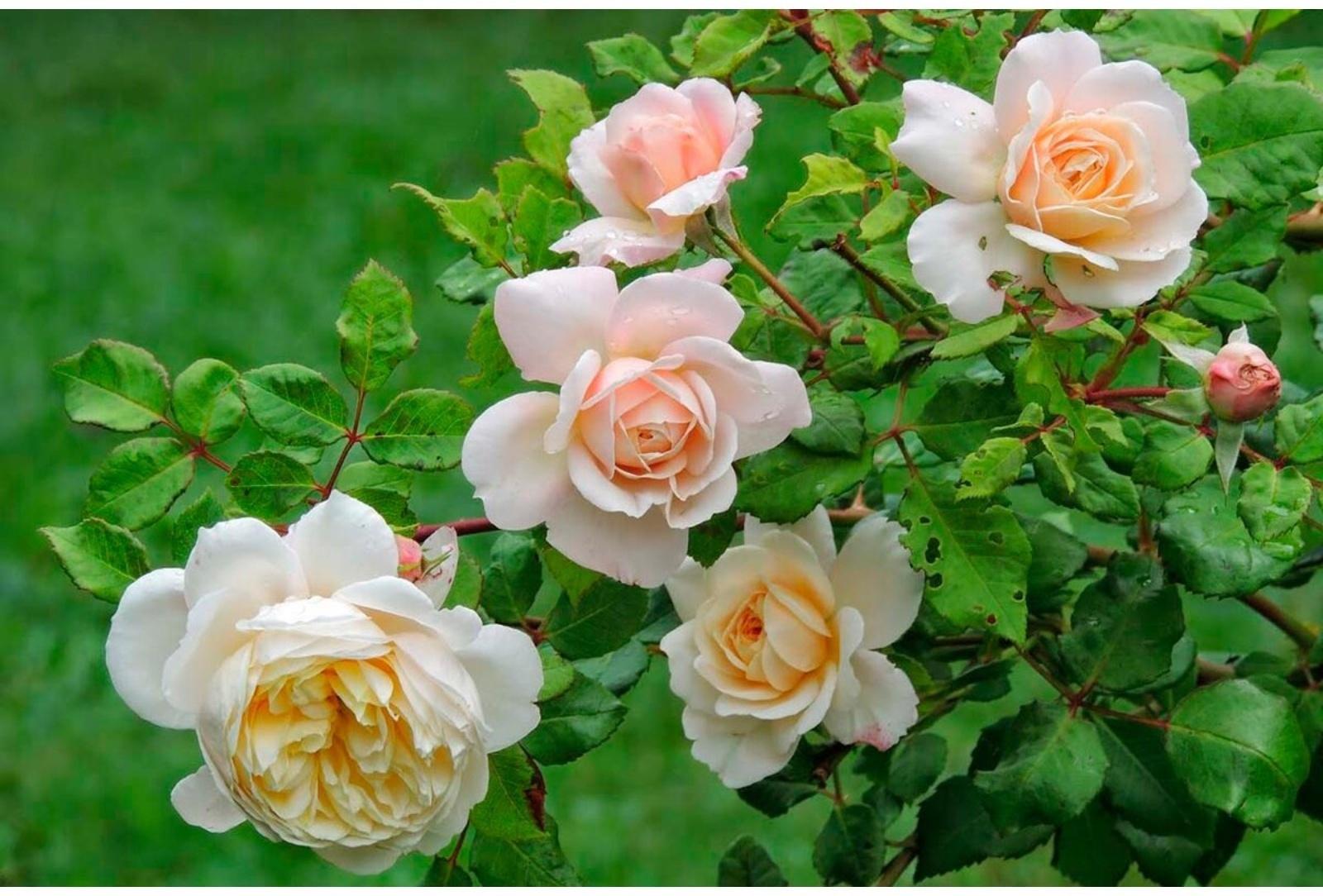 Саженец Роза Шраб (кустовая) Бертрам, 1 шт, Весна 2024