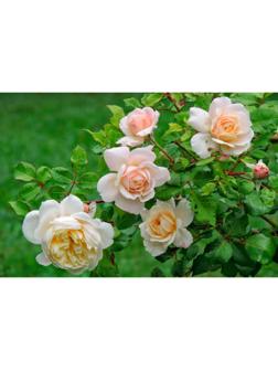 Саженец Роза Шраб (кустовая) Бертрам, 1 шт, Весна 2024