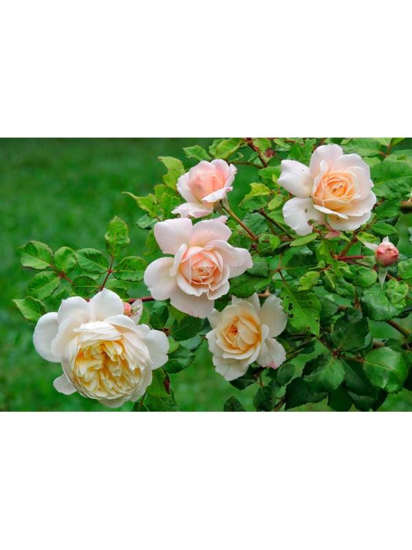 Саженец Роза Шраб (кустовая) Бертрам, 1 шт, Весна 2024