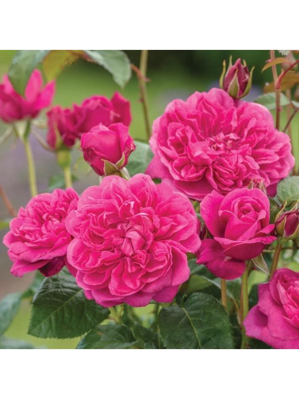 Саженец Роза Флорибунда (кустовая) Джеймс парк, 1 шт, Весна 2024