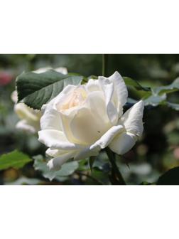 Саженец Роза Чайно-гибридная Ирина, 1 шт, Весна 2024