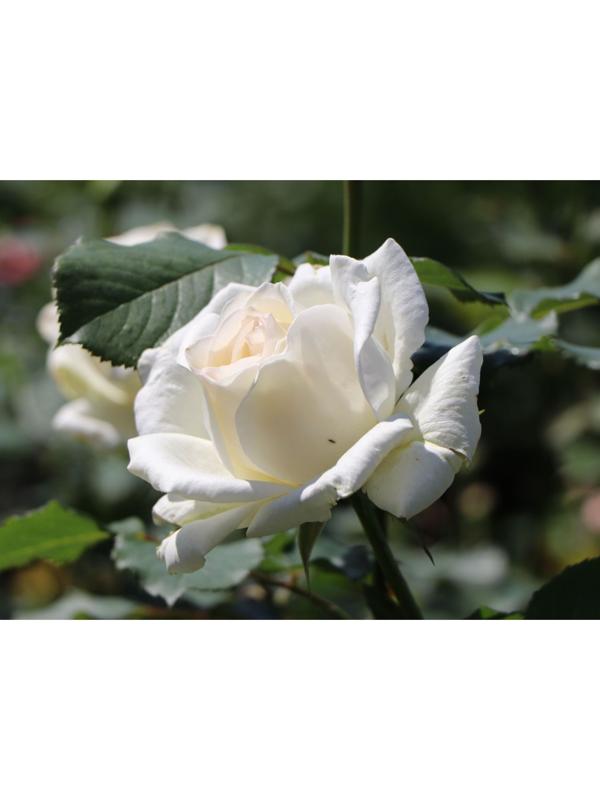 Саженец Роза Чайно-гибридная Ирина, 1 шт, Весна 2024