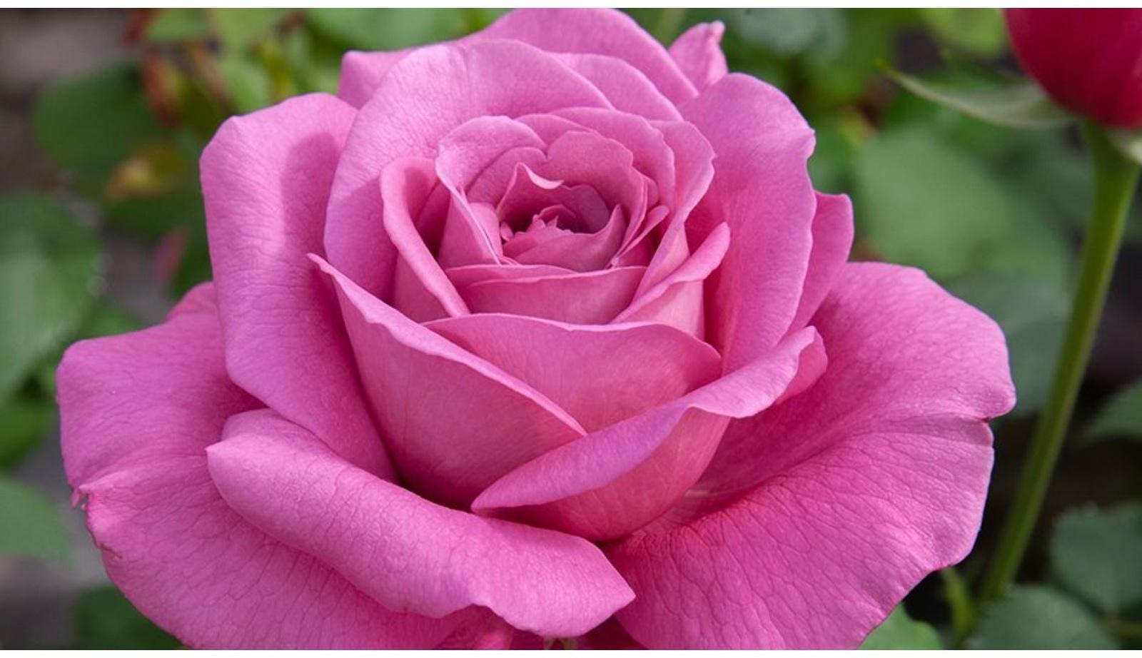 Саженец Роза Чайно-гибридная Клод Брассер, 1 шт, Весна 2024