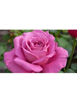 Саженец Роза Чайно-гибридная Клод Брассер, 1 шт, Весна 2024