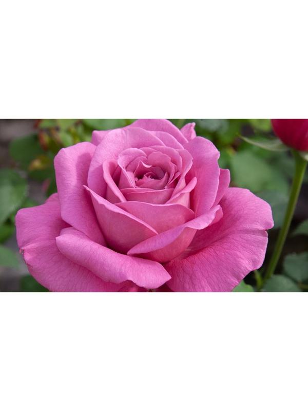 Саженец Роза Чайно-гибридная Клод Брассер, 1 шт, Весна 2024