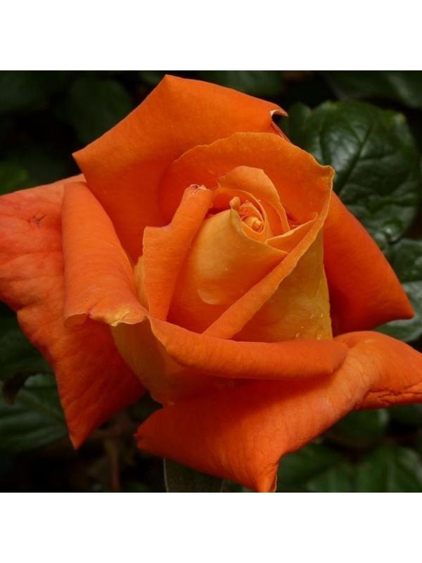 Саженец Роза Чайно-гибридная Луи де Фюнес, 1 шт, Весна 2024