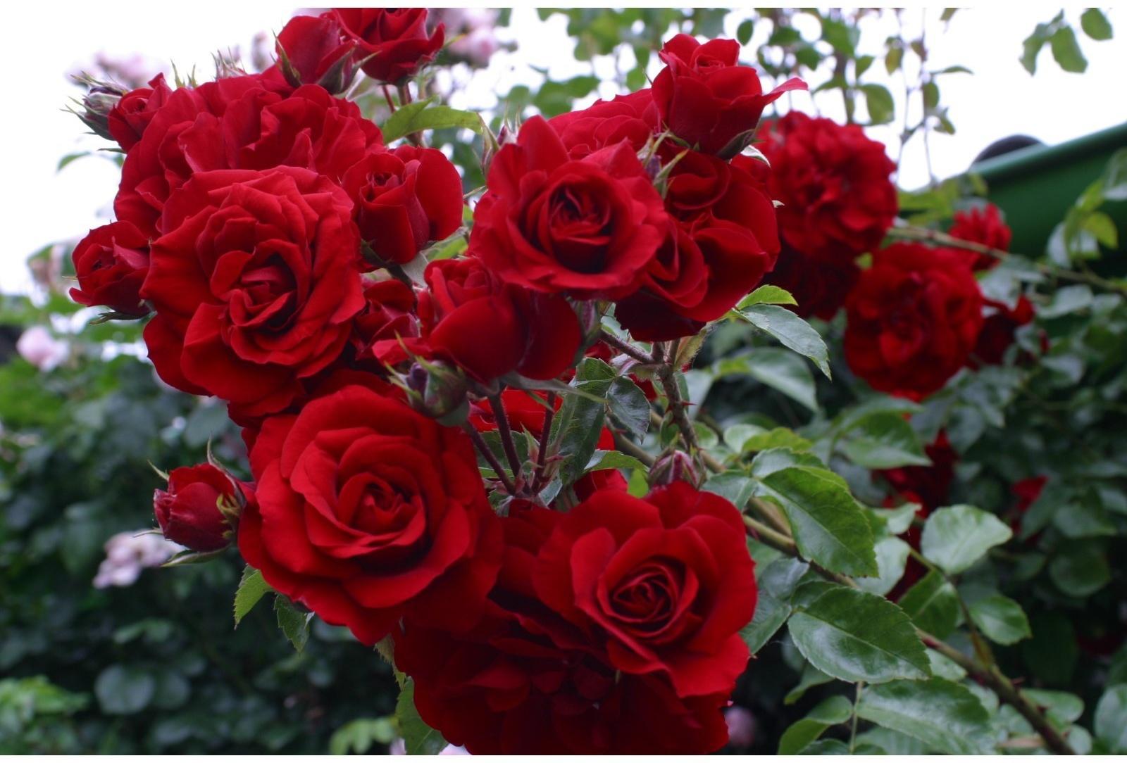 Саженец Роза Клаймбер (плетистая) Жан Лизи, 1 шт, Весна 2024