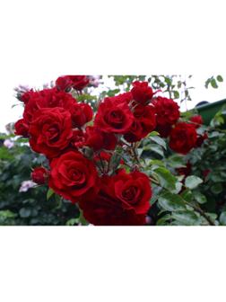 Саженец Роза Клаймбер (плетистая) Жан Лизи, 1 шт, Весна 2024