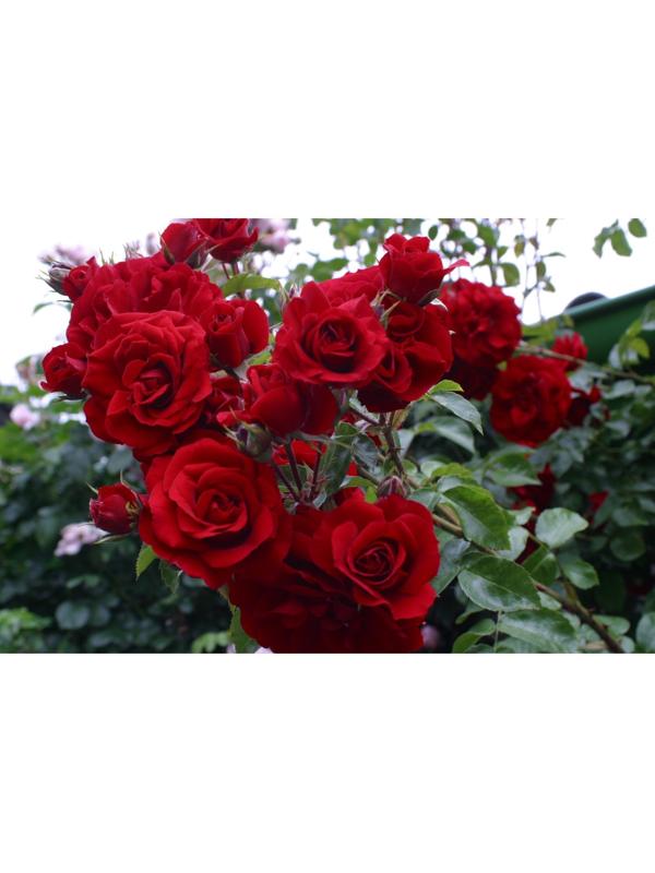 Саженец Роза Клаймбер (плетистая) Жан Лизи, 1 шт, Весна 2024