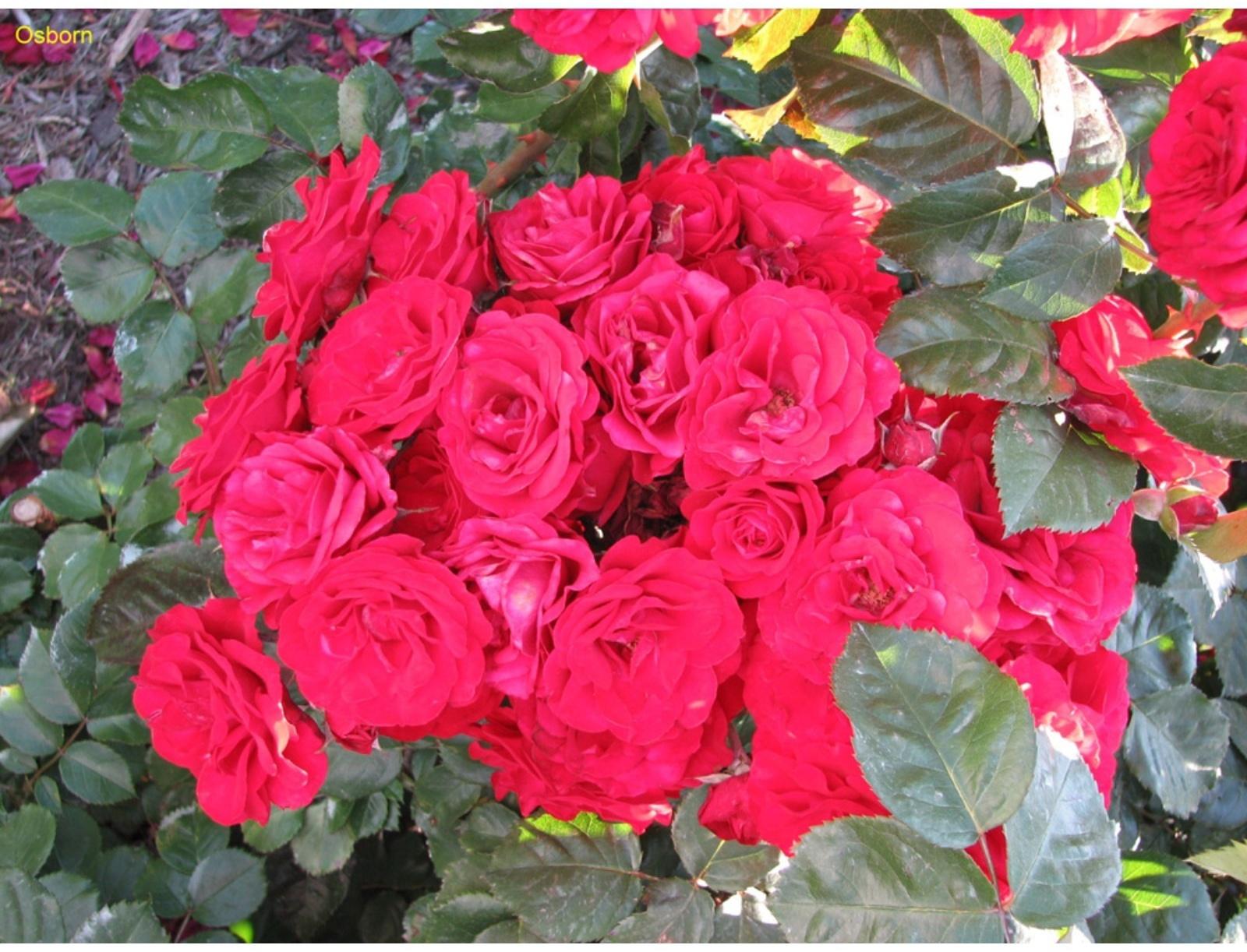 Саженец Роза Флорибунда (кустовая) Монпелье, 1 шт, Весна 2024