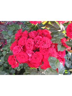 Саженец Роза Флорибунда (кустовая) Монпелье, 1 шт, Весна 2024