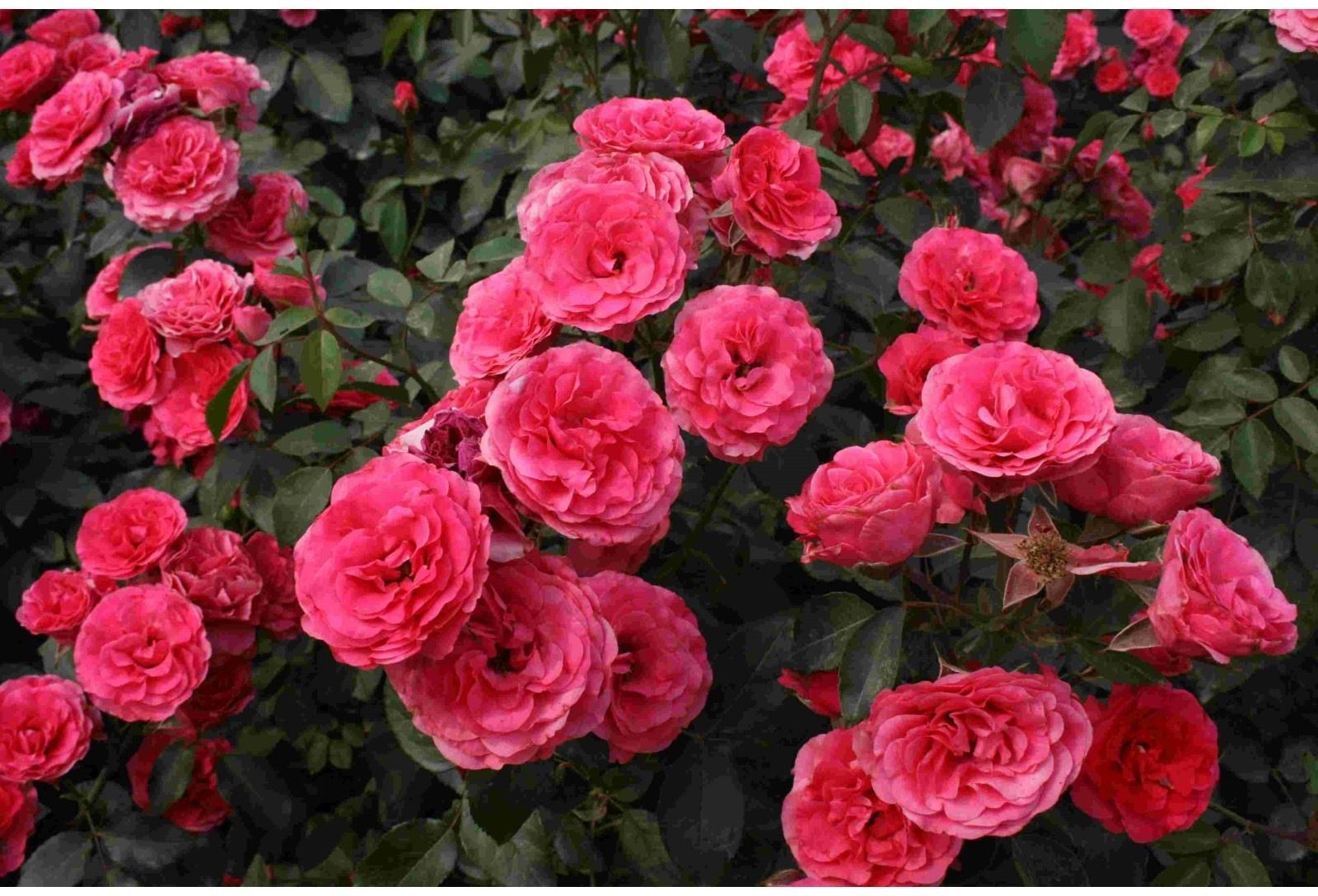 Саженец Роза Шраб (кустовая) Пина Бауш, 1 шт, Весна 2024