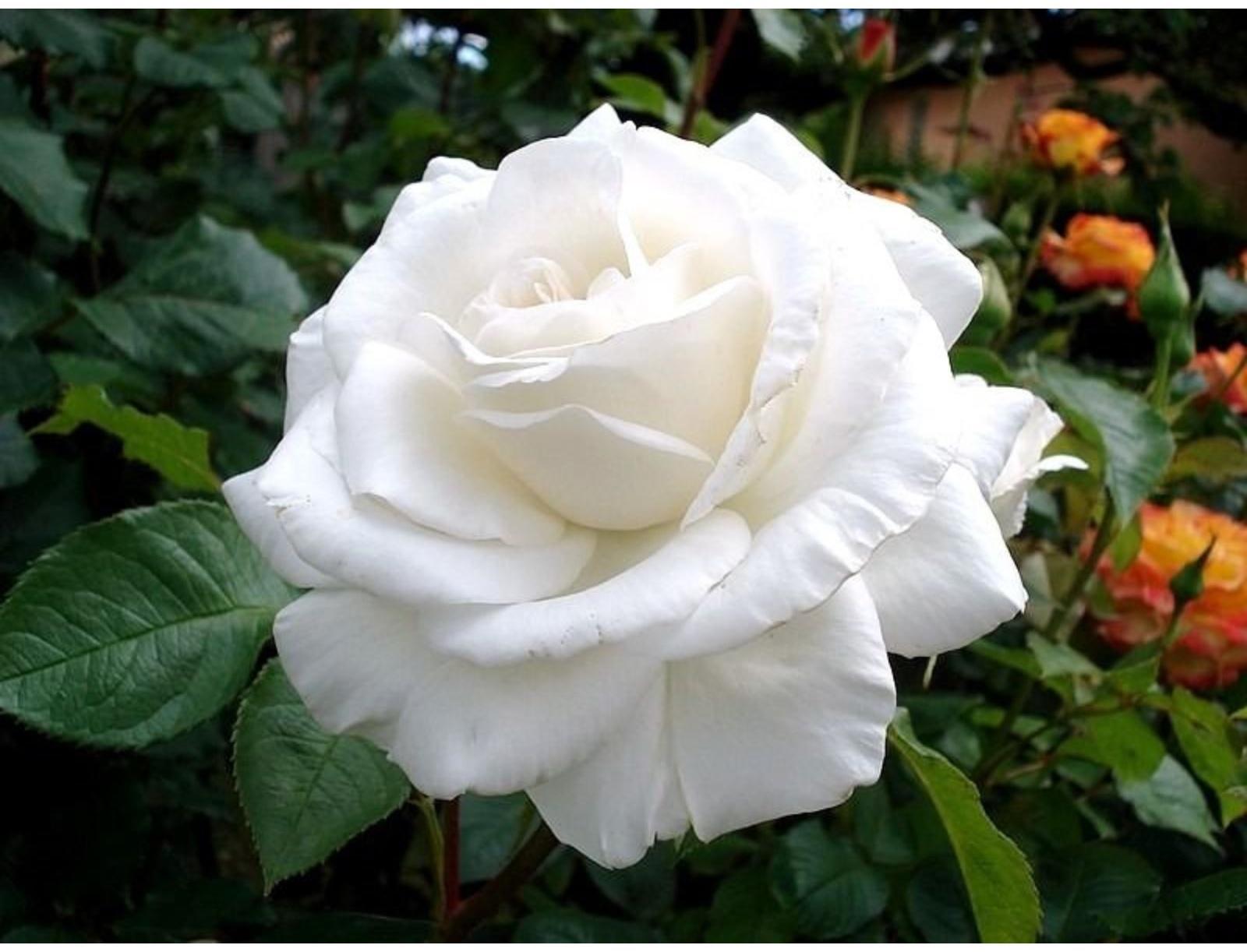 Саженец Роза Чайно-гибридная Аннапурна, 1 шт, Весна 2024