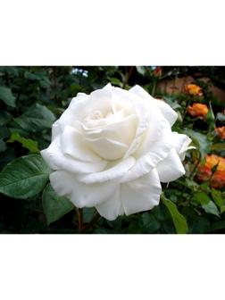 Саженец Роза Чайно-гибридная Аннапурна, 1 шт, Весна 2024