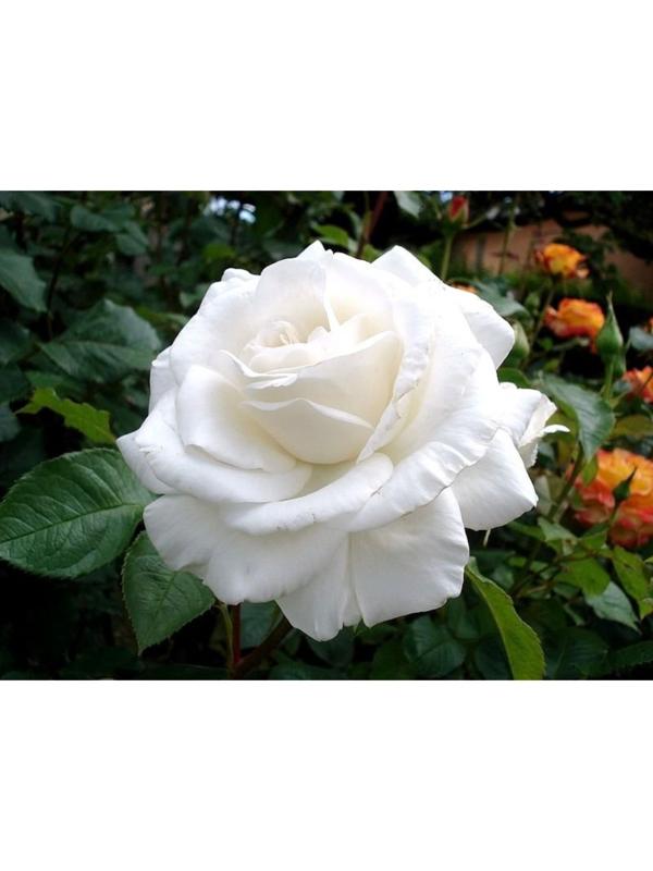 Саженец Роза Чайно-гибридная Аннапурна, 1 шт, Весна 2024