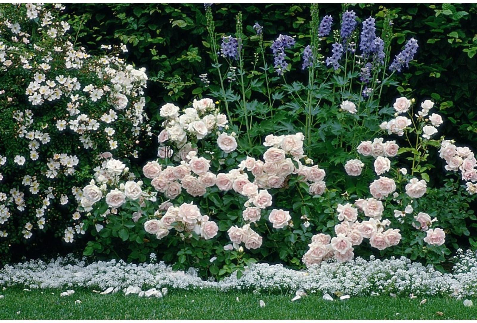 Саженец Роза Флорибунда (кустовая) Баллада, 1 шт, Весна 2024