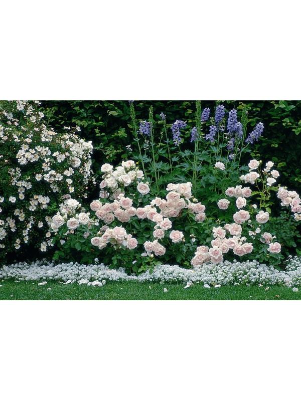 Саженец Роза Флорибунда (кустовая) Баллада, 1 шт, Весна 2024