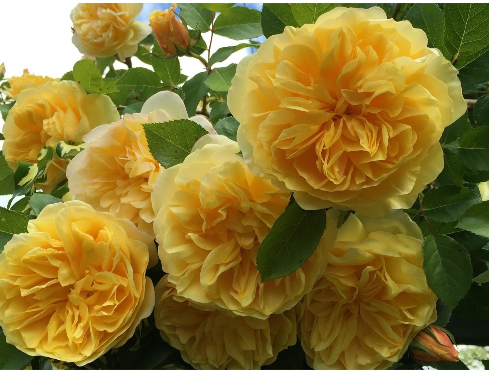 Саженец Роза Шраб (кустовая) Голден зест, 1 шт, Весна 2024