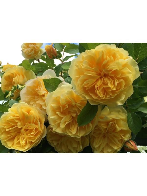 Саженец Роза Шраб (кустовая) Голден зест, 1 шт, Весна 2024