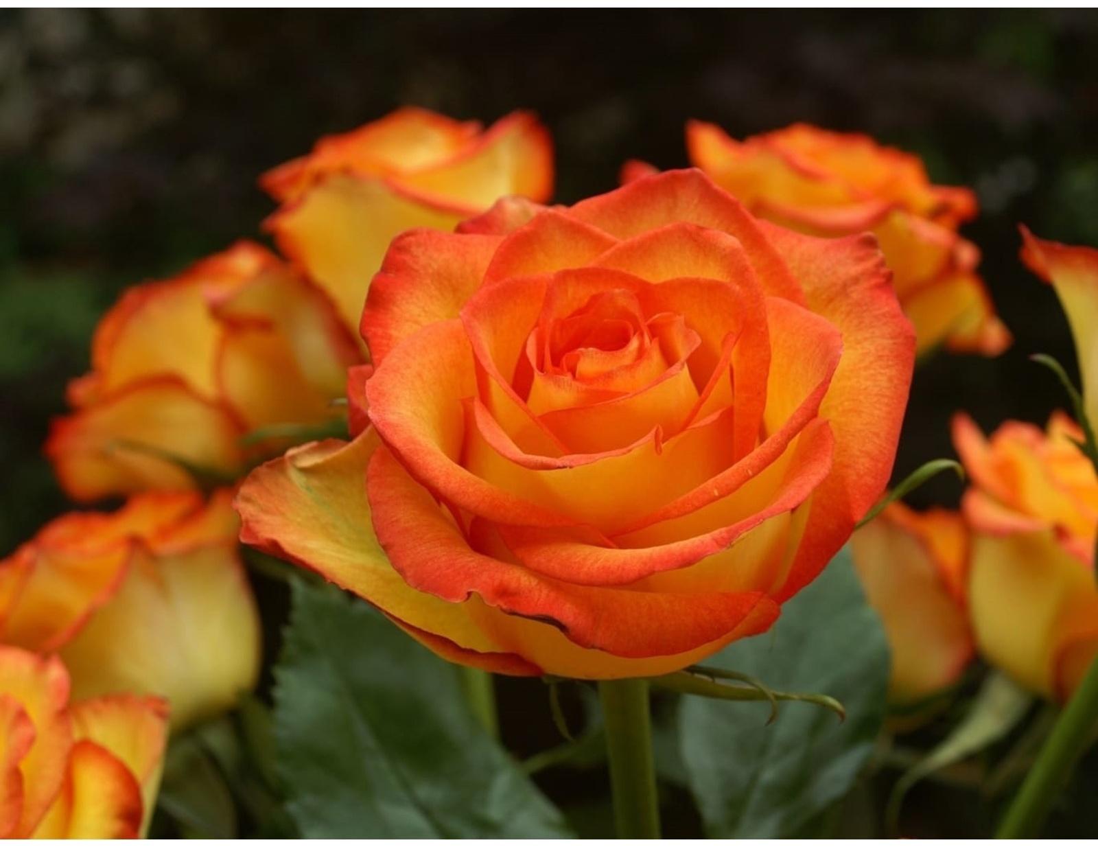 Саженец Роза Чайно-гибридная Голден меджик, 1 шт, Весна 2024