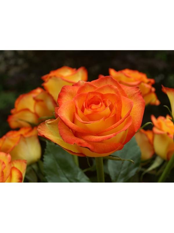 Саженец Роза Чайно-гибридная Голден меджик, 1 шт, Весна 2024