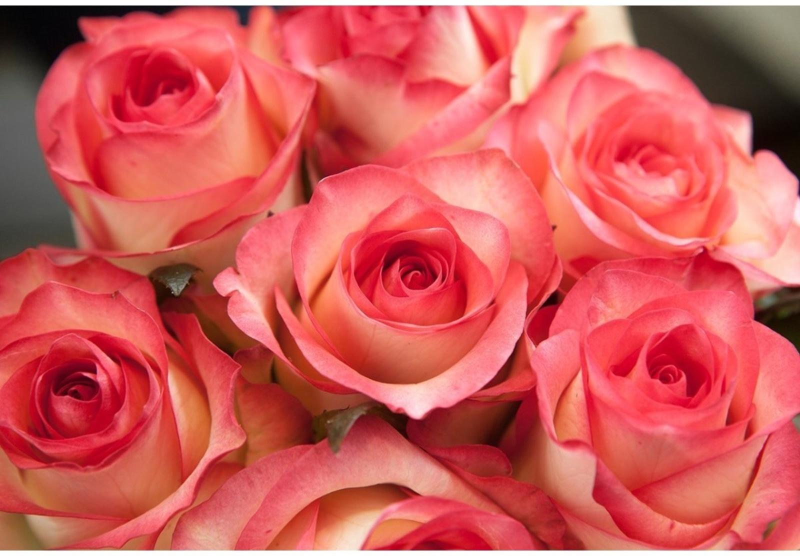 Саженец Роза Чайно-гибридная Джумилия, 1 шт, Весна 2024