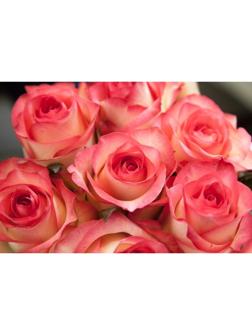 Саженец Роза Чайно-гибридная Джумилия, 1 шт, Весна 2024