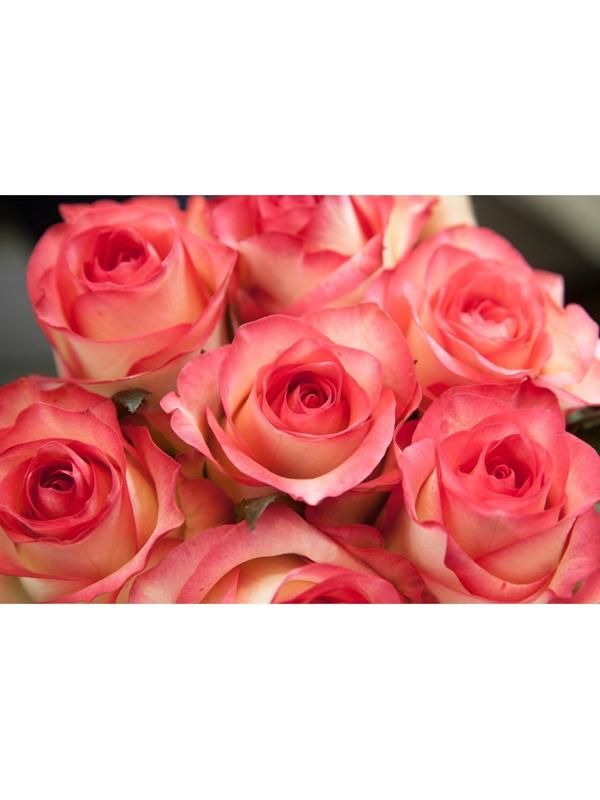 Саженец Роза Чайно-гибридная Джумилия, 1 шт, Весна 2024