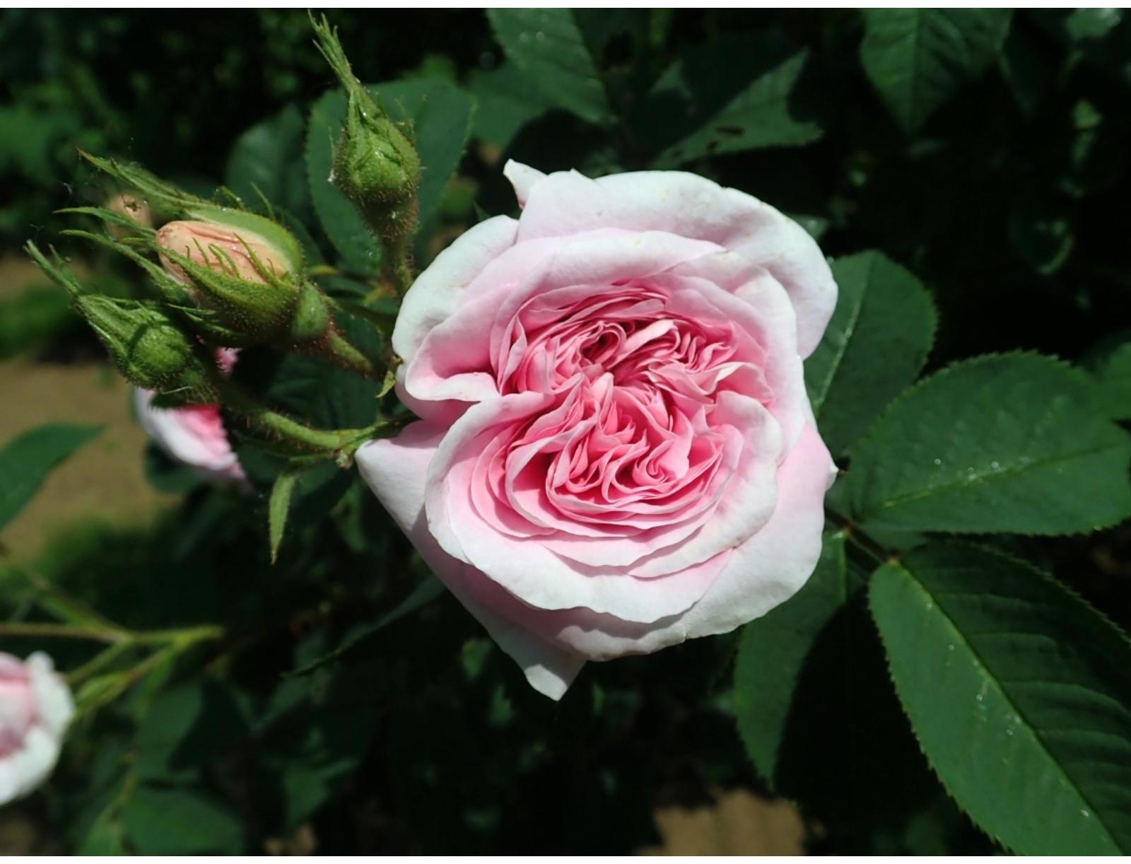 Саженец Роза Альба (кустовая) Кёниген фон Денемарк, 1 шт, Весна 2024