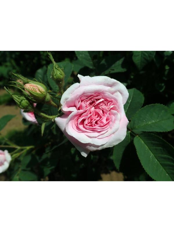 Саженец Роза Альба (кустовая) Кёниген фон Денемарк, 1 шт, Весна 2024