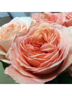 Саженец Роза Чайно-гибридная Лондон ай, 1 шт, Весна 2024