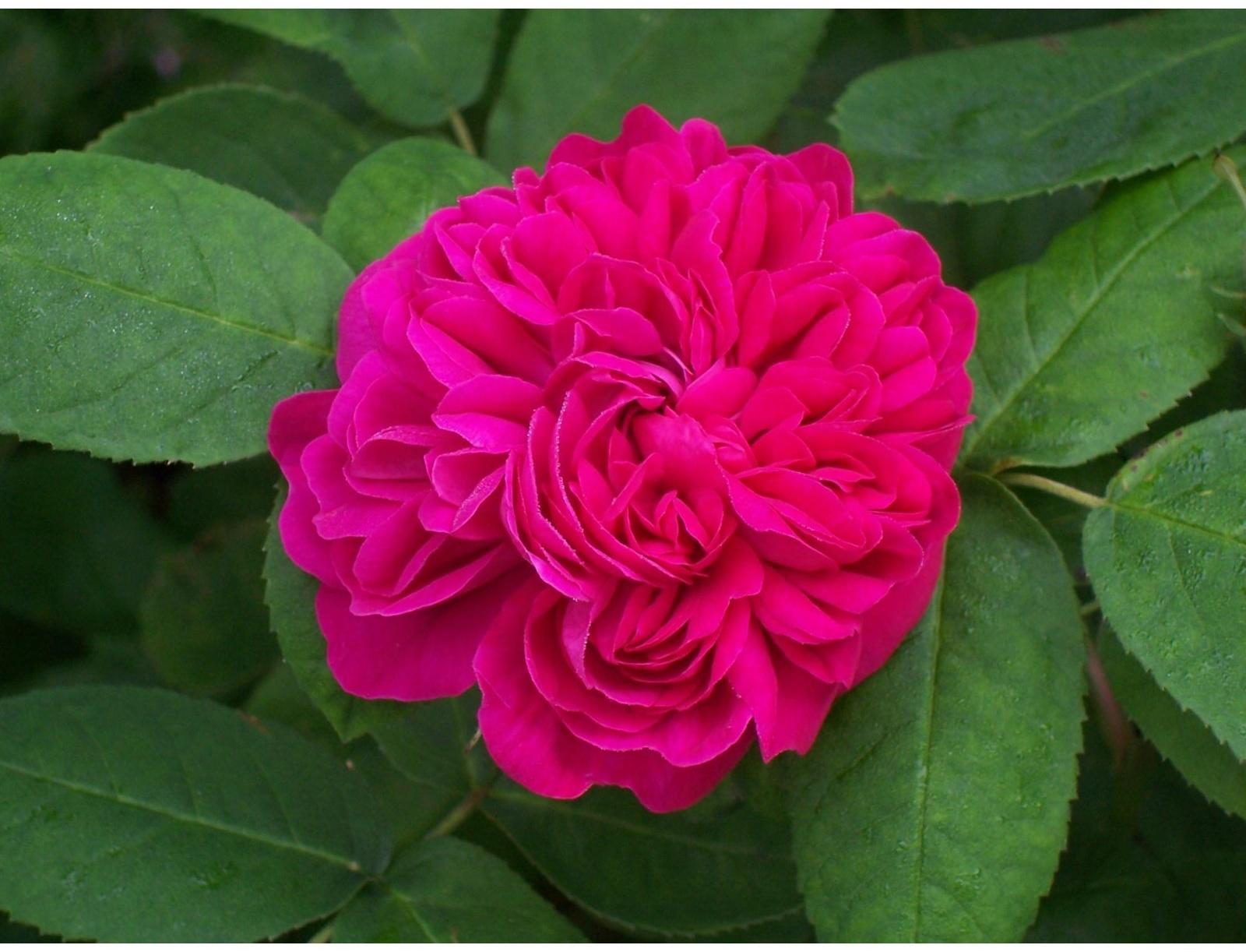 Саженец Роза Полиантовая Роз де решт, 1 шт, Весна 2024