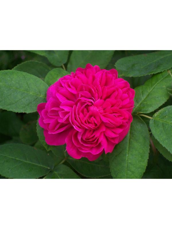 Саженец Роза Полиантовая Роз де решт, 1 шт, Весна 2024