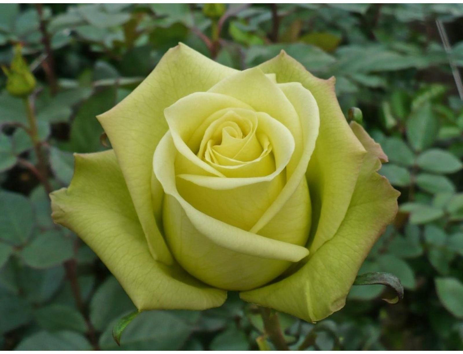 Саженец Роза Чайно-гибридная Соуза, 1 шт, Весна 2024