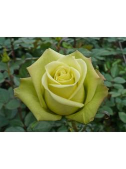 Саженец Роза Чайно-гибридная Соуза, 1 шт, Весна 2024