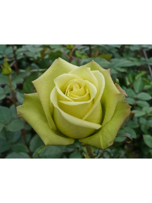 Саженец Роза Чайно-гибридная Соуза, 1 шт, Весна 2024