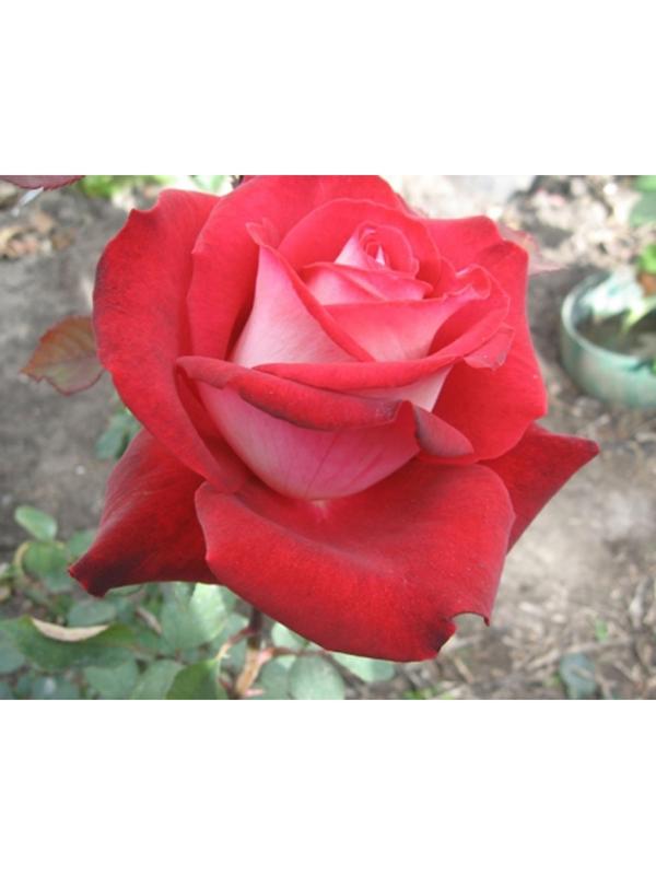 Саженец Роза Чайно-гибридная Таис, 1 шт, Весна 2024