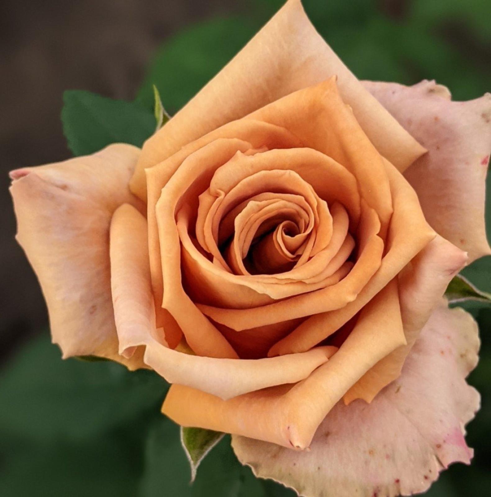 Саженец Роза Чайно-гибридная Тоффи, 1 шт, Весна 2024