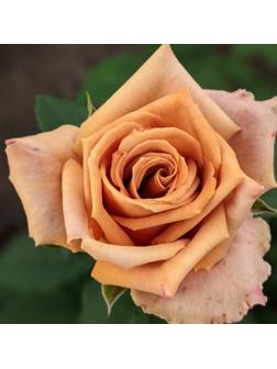 Саженец Роза Чайно-гибридная Тоффи, 1 шт, Весна 2024