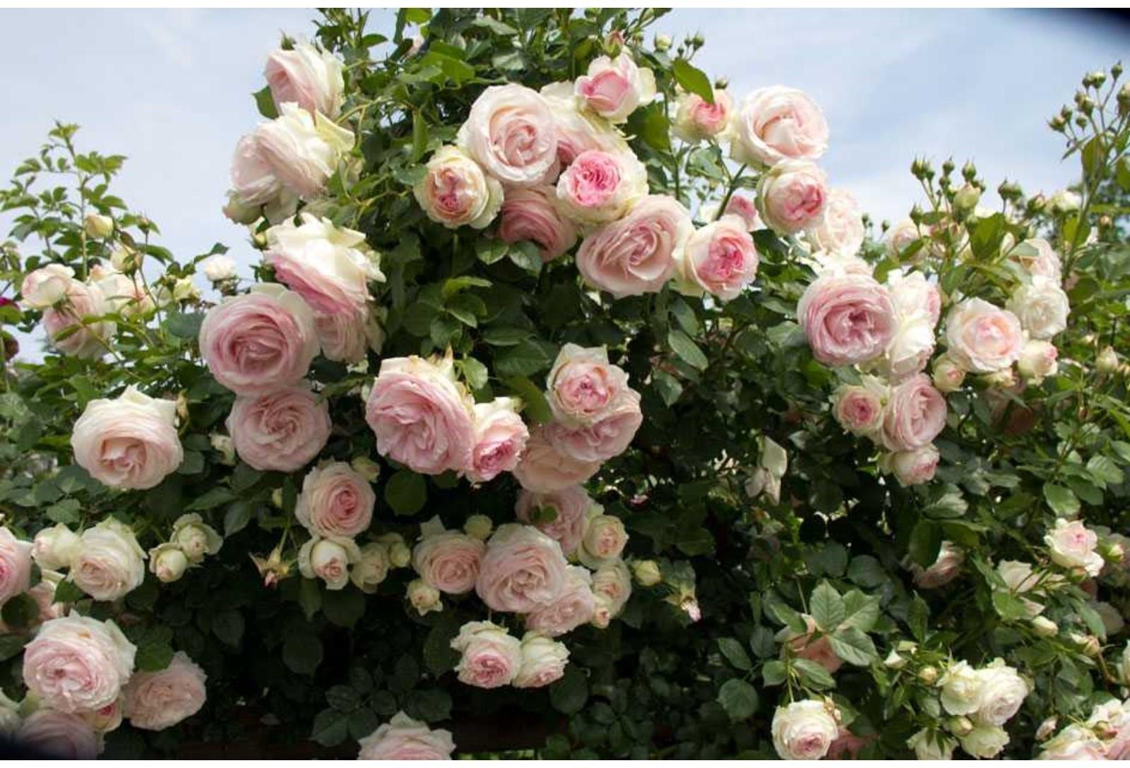 Саженец Роза Клаймбер Фьюче, 1 шт, Весна 2024