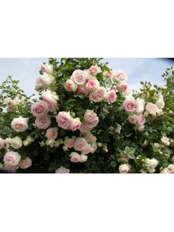 Саженец Роза Клаймбер Фьюче, 1 шт, Весна 2024