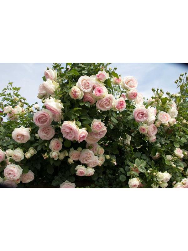 Саженец Роза Клаймбер Фьюче, 1 шт, Весна 2024