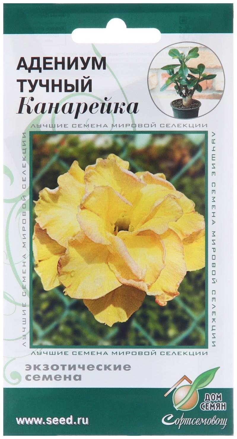 Семена цветов Адениум тучный 