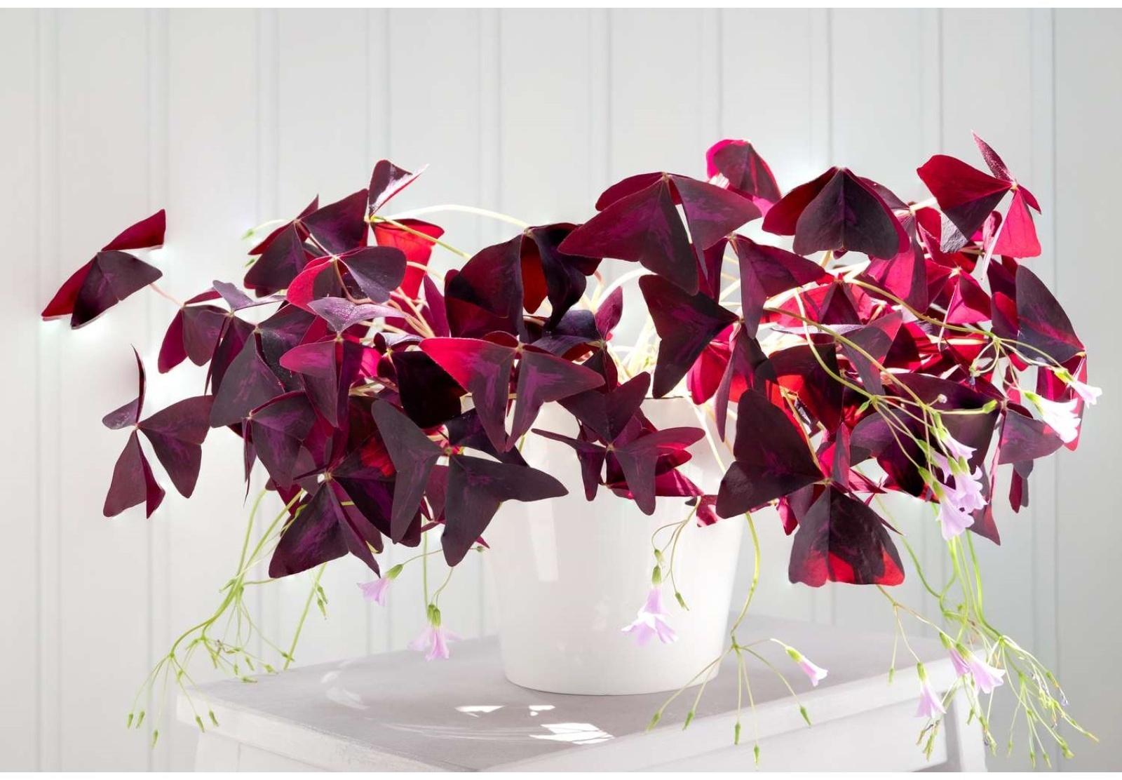 ОКСАЛИС МАЙК р-р I, 5 шт