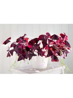 ОКСАЛИС МАЙК р-р I, 5 шт