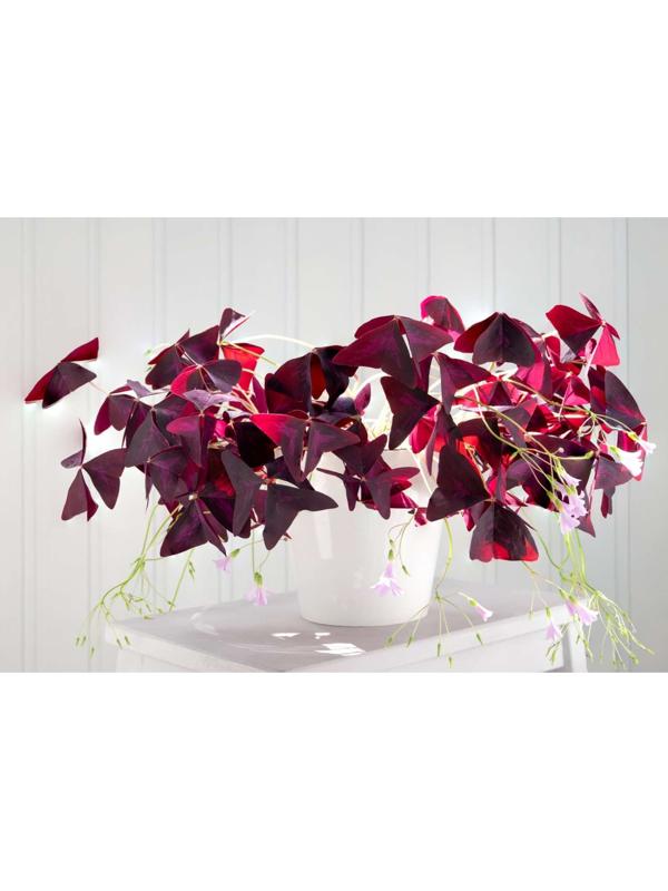 ОКСАЛИС МАЙК р-р I, 5 шт