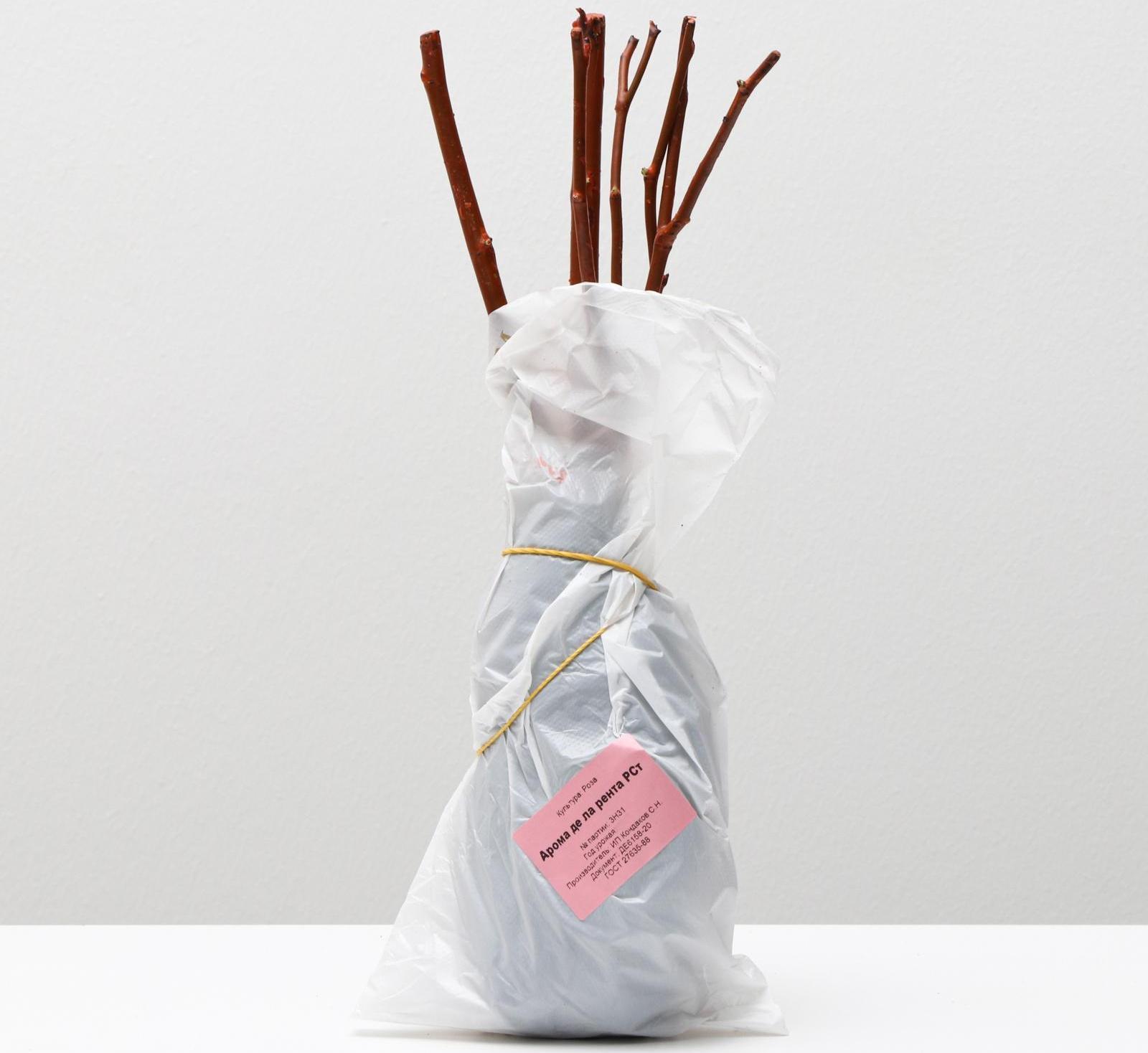 Саженец розы Арома де ла рента Весна 2024, 1 шт.