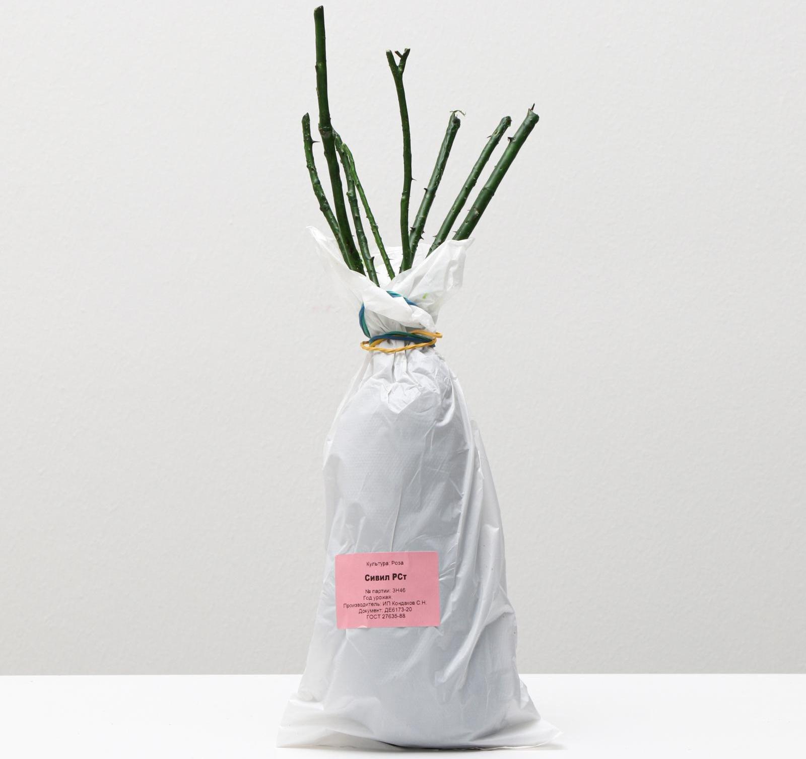 Саженец розы Сивил Весна 2024, 1 шт.