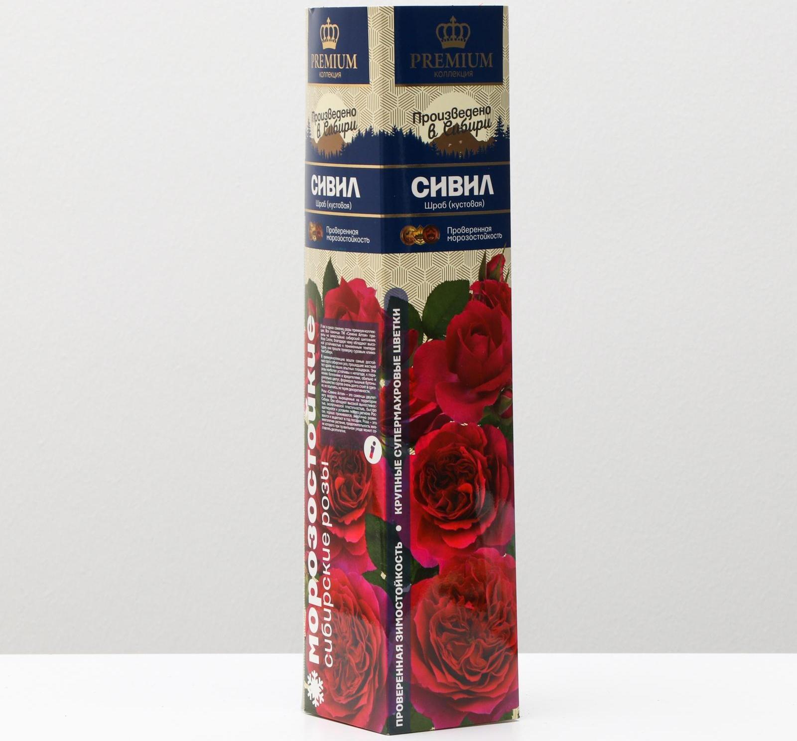 Саженец розы Сивил Весна 2024, 1 шт.