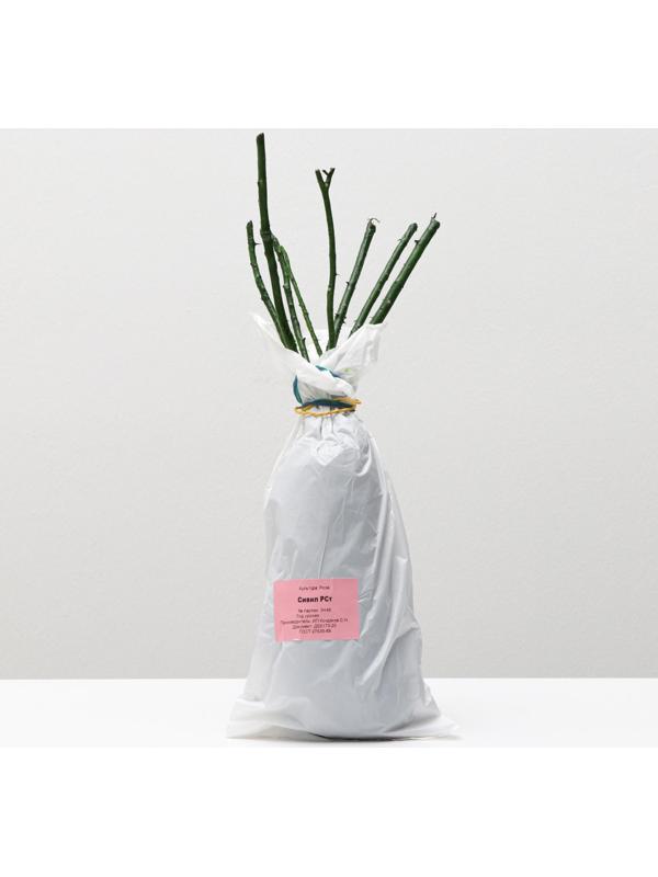 Саженец розы Сивил Весна 2024, 1 шт.